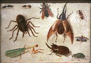 Jan Van Kessel Spiders and insects oil painting on canvas